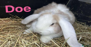 French Lop rabbits French Lop babies  READY NOW!! - Advert 6
