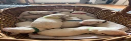 Dalmatian dogs for sale: Beautiful KC reg Dalmatian pups - Advert 15