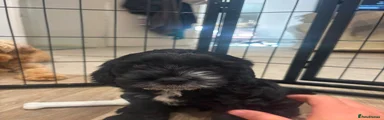 Cockapoo 4