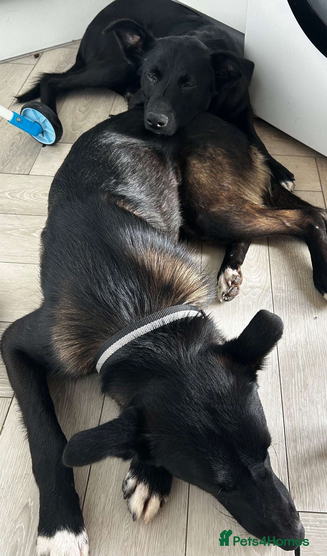 Mixed Breed dogs Belgian Malinois X Border Collie Pups - Advert 11