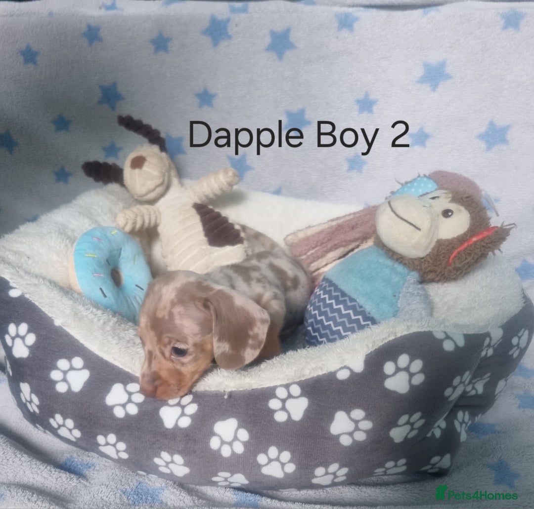 Miniature Dachshund dogs for sale: Stunning Miniature Dachshund Puppies - Image 14