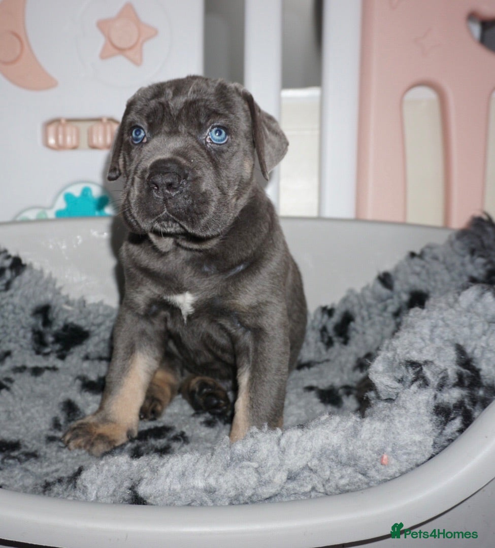 Cane Corso dogs Quality health tested cane corso puppies  - Advert 1