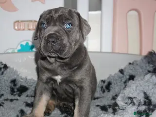 Cane Corso dogs Quality health tested cane corso puppies - Advert 1