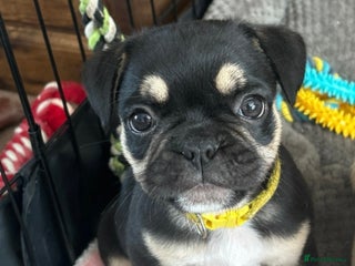 Frug dogs - Advert 4