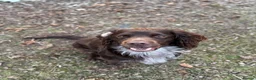 Sprocker dogs for sale: Sprocker in Peterhead - Advert 4