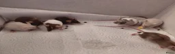 Mouse rodents for sale: Female mice - Advert 4