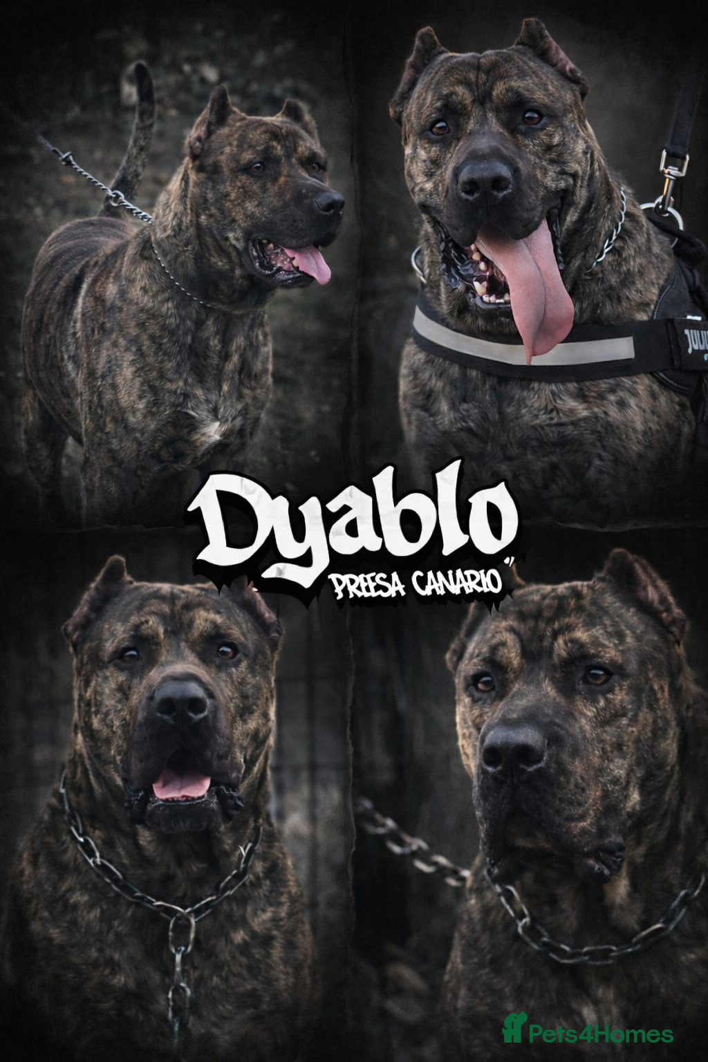 Presa Canario dogs PRESA CANARIO - Advert 1