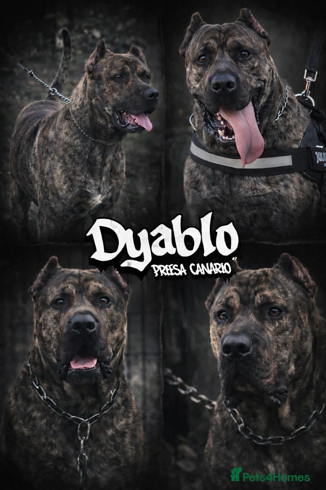 Presa Canario dogs for sale: PRESA CANARIO - Advert 1