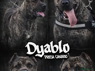 Presa Canario dogs PRESA CANARIO - Advert 1