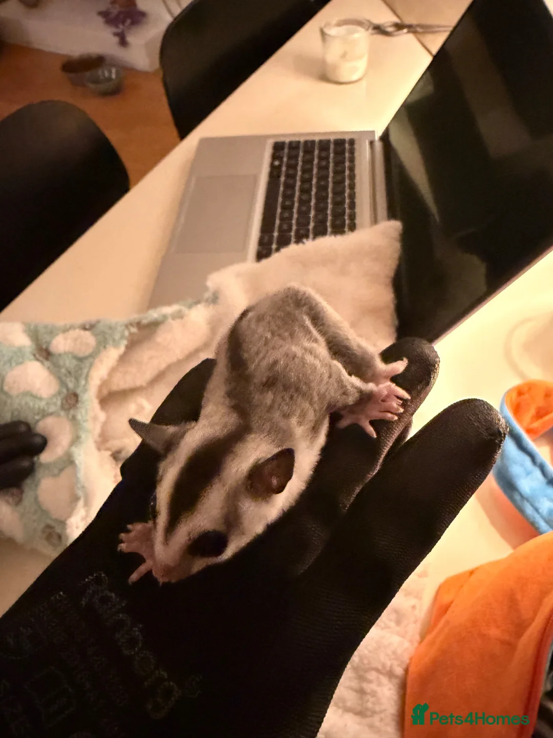 Sugar Glider rodents for sale: 4 sugar gliders for sale and 2 cages in London - Advert 1