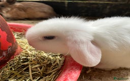 Mixed Breed rabbits for sale: Mini lop, Lionhead & Netherland Dwarf mixes   - Advert 6