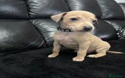 Italian Greyhound dogs for sale: Beautiful Italian Greyhound puppies - Image 9