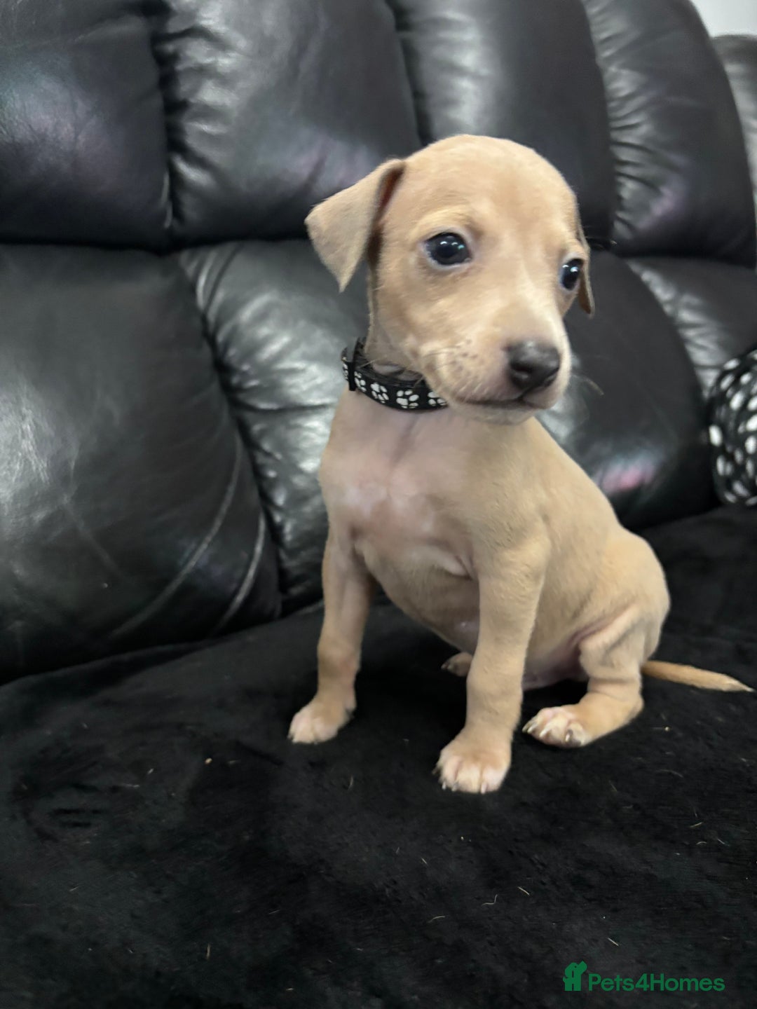 Italian Greyhound dogs for sale: Beautiful Italian Greyhound puppies - Image 9