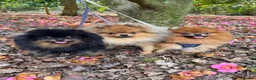 Pomeranian dogs for sale: Royal Kennel Club reg show Pomeranian puppies - Advert 7