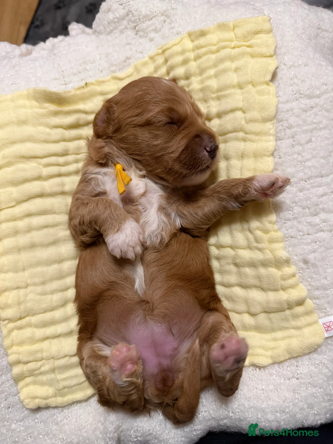 Labradoodle dogs for sale: Labradoodle  - Advert 29