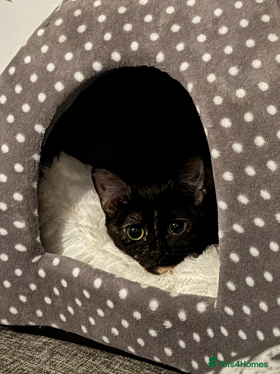 British Shorthair cats for sale: Cuddly INDOOR Tortoiseshell female  - Advert 3