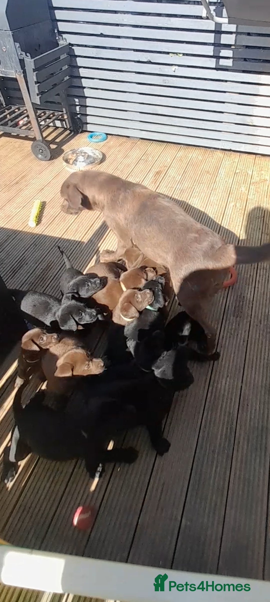 Labrador Retriever dogs for sale: READY NOW. LABRADOR PUPPIES. HEALTH CHECKS DONE  - Image 6