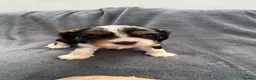 Cavalier King Charles Spaniel dogs for sale: Sweet RKCR Cavalier King Charles Spaniel Puppies - Advert 16