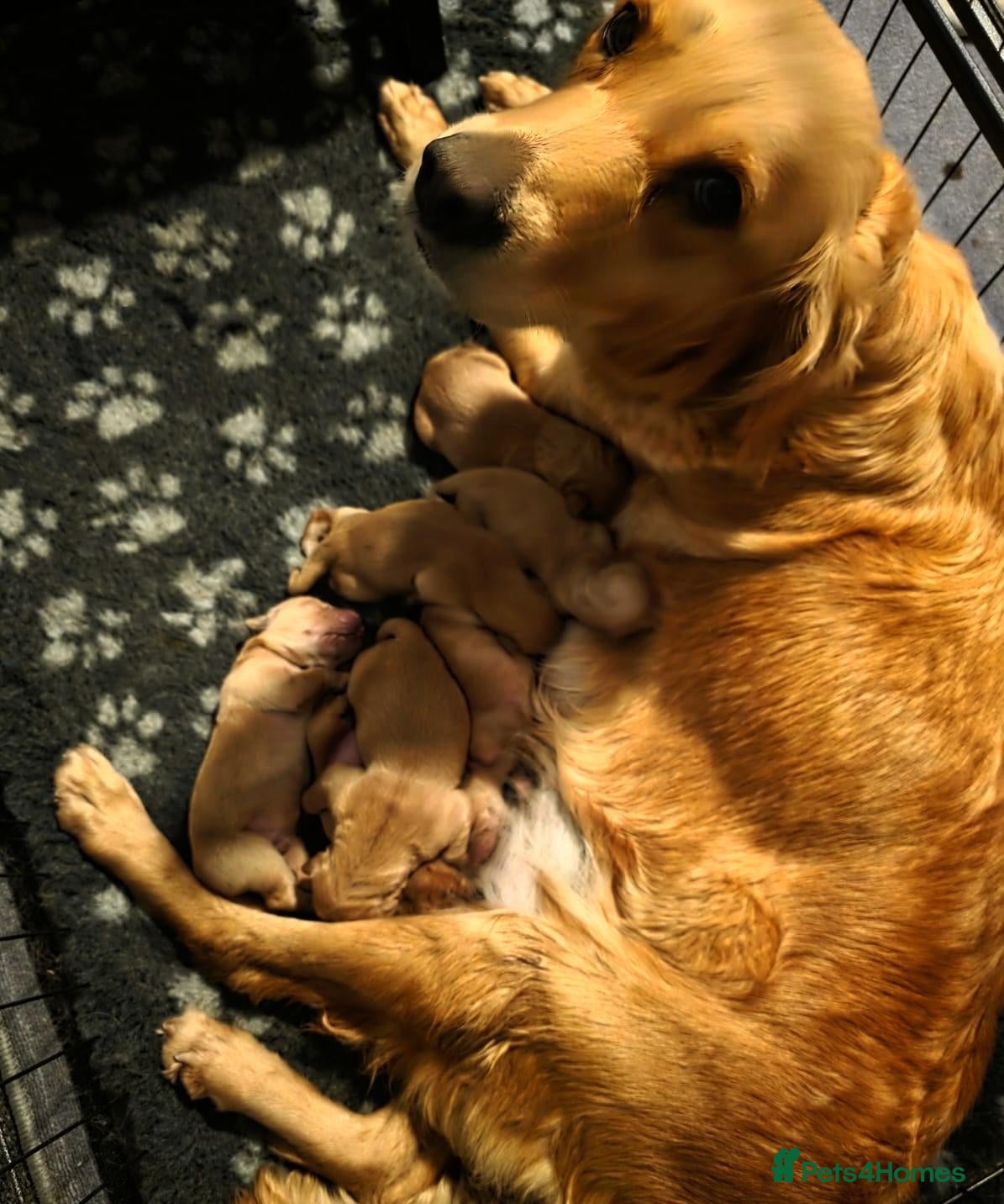 Golden Retriever dogs 🌟 Beautiful Dark Golden Retriever Puppies 🌟 - Advert 2