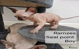 Sphynx cats for sale: Quality canadian sphynx kittens HCM Tica - Image 5