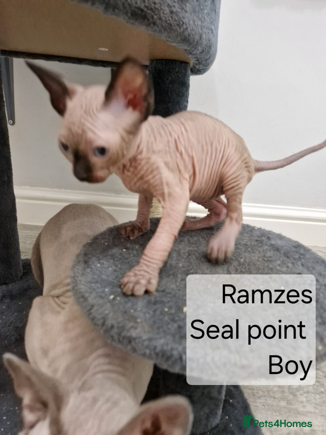 Sphynx cats for sale: Quality canadian sphynx kittens HCM Tica - Image 5