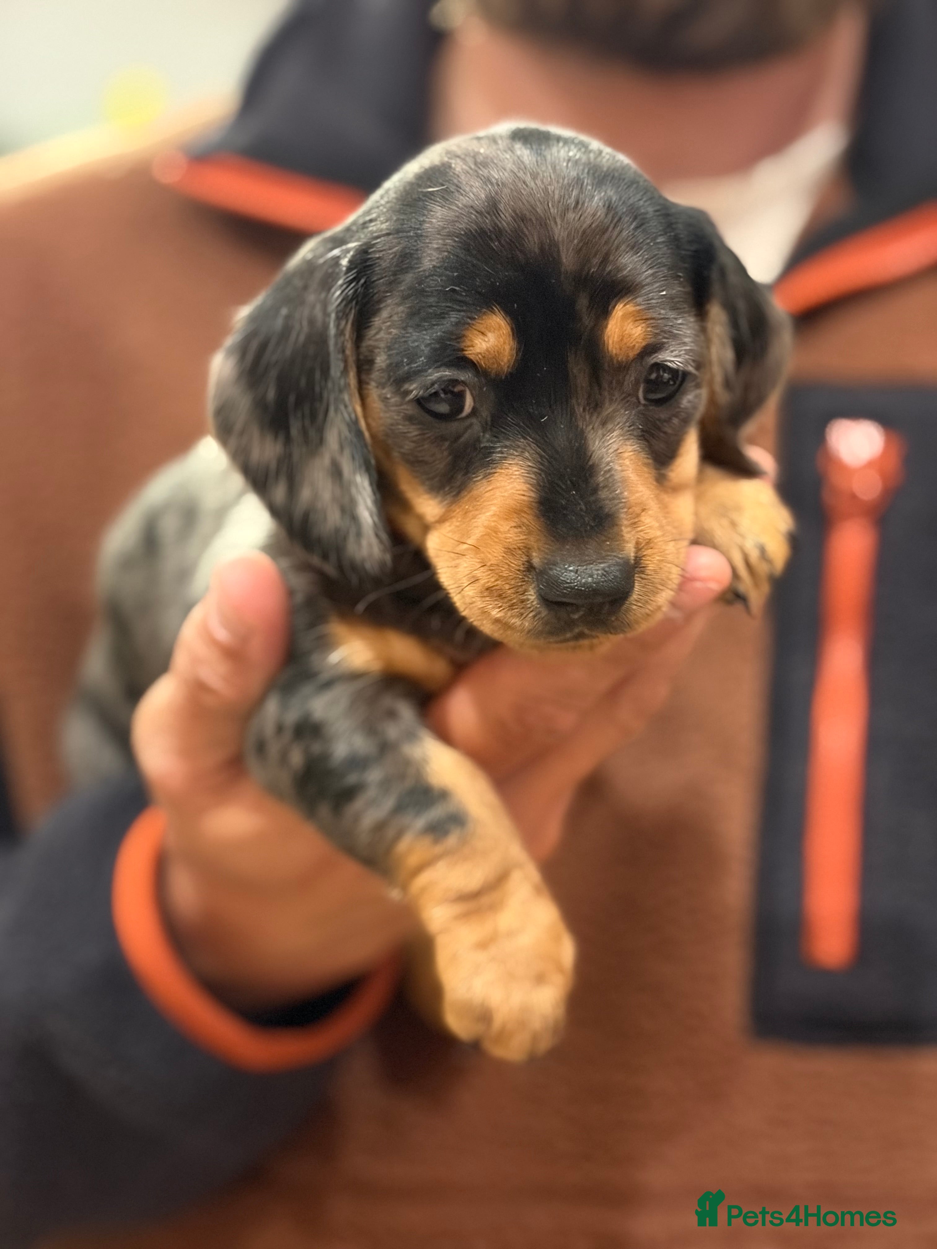 Miniature Dachshund dogs Miniature daschunds  - Advert 17