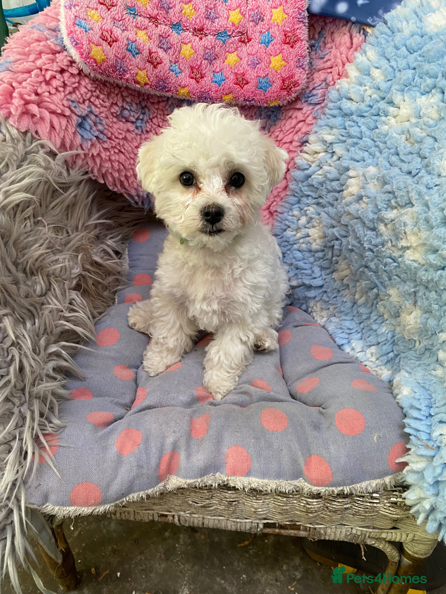 Bichon Frise dogs Sean Connery  007 - Advert 1