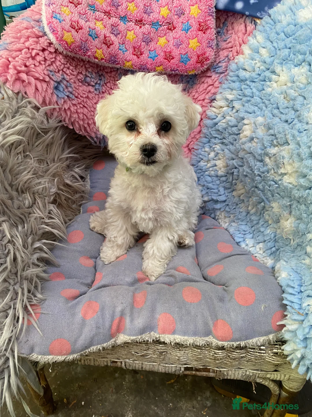 Bichon Frise dogs for sale: Sean Connery  007 in Oxford - Advert 1