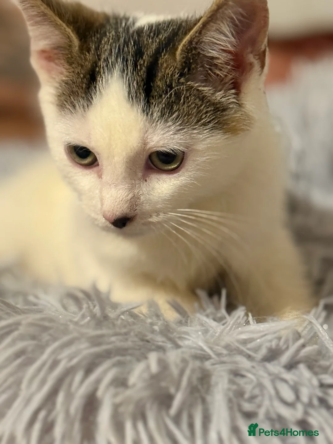 Mixed Breed cats for sale: BEAUTIFUL TABBY✨ AND DOMESTIC MIX KITTENS❤️ - Advert 6