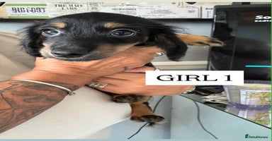 Mixed Breed dogs - Advert 6