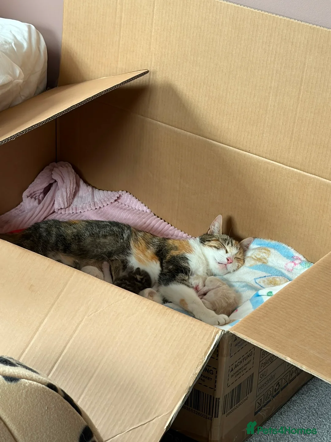 Mixed Breed cats for sale: Female kitten in Manningtree - Advert 1