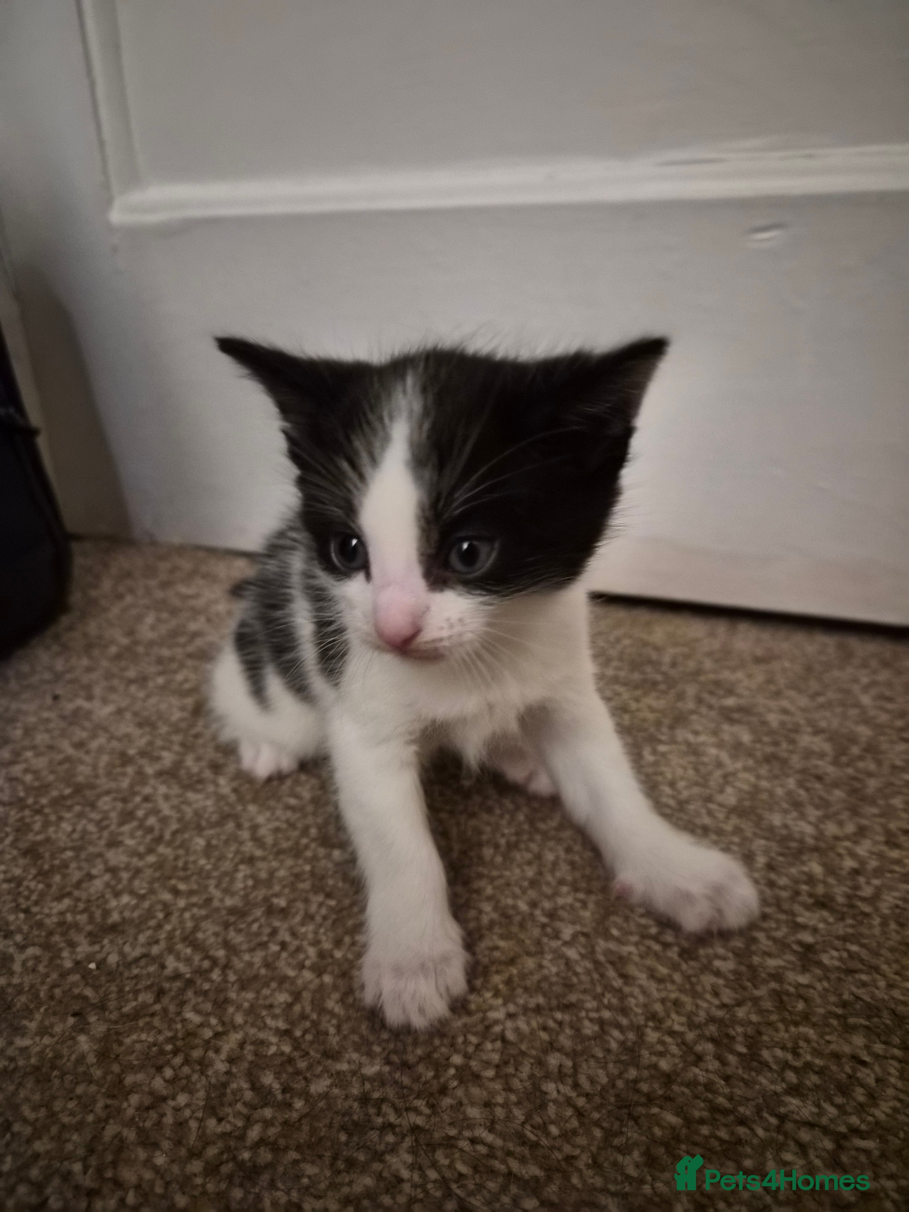 Domestic Shorthair cats Kittens - Advert 3