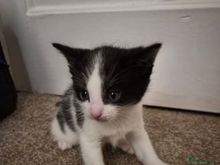 Domestic Shorthair cats Kittens - Advert 3