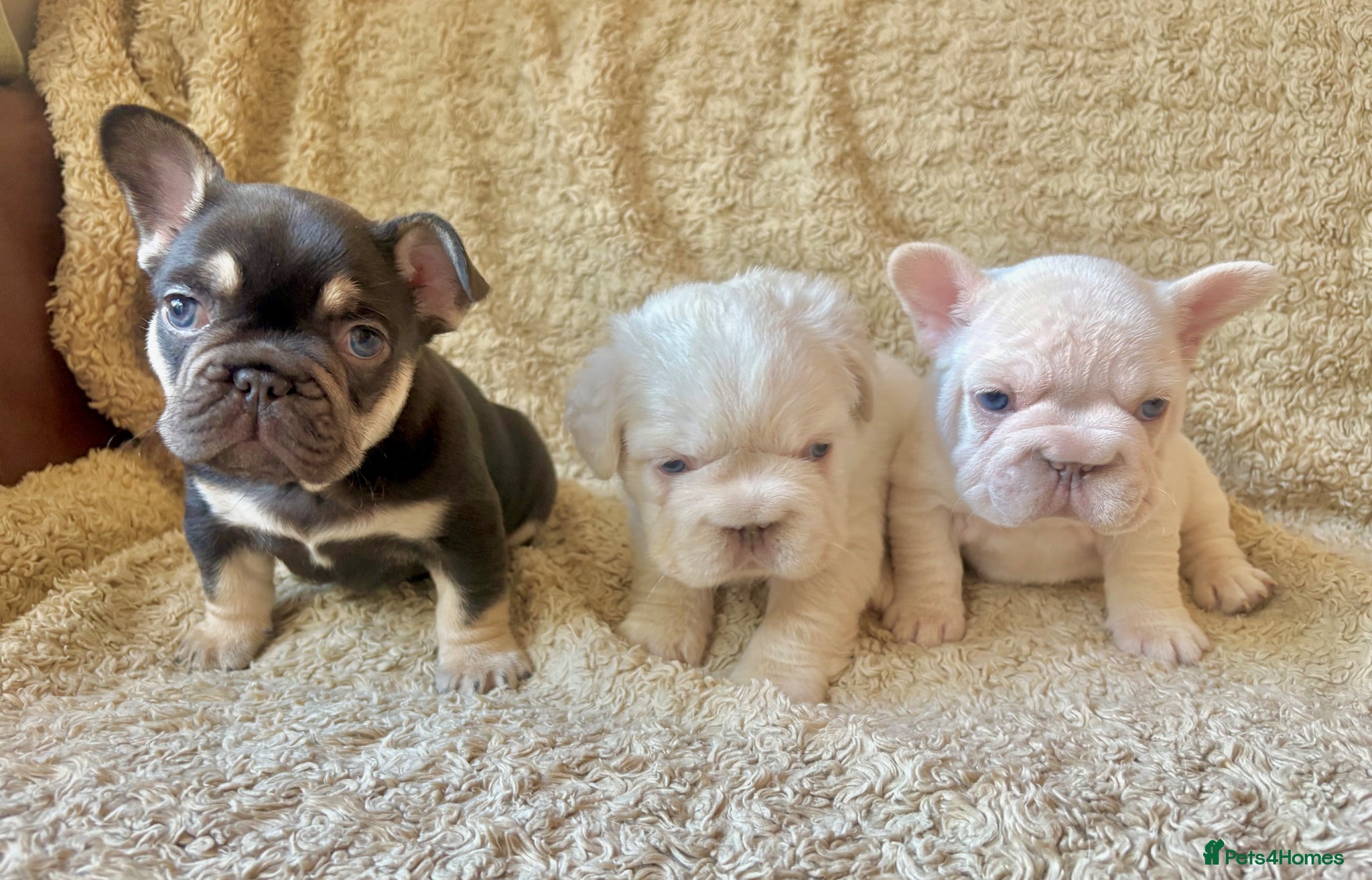 French Bulldog dogs French Bulldog Babies Ready Soon - Advert 3