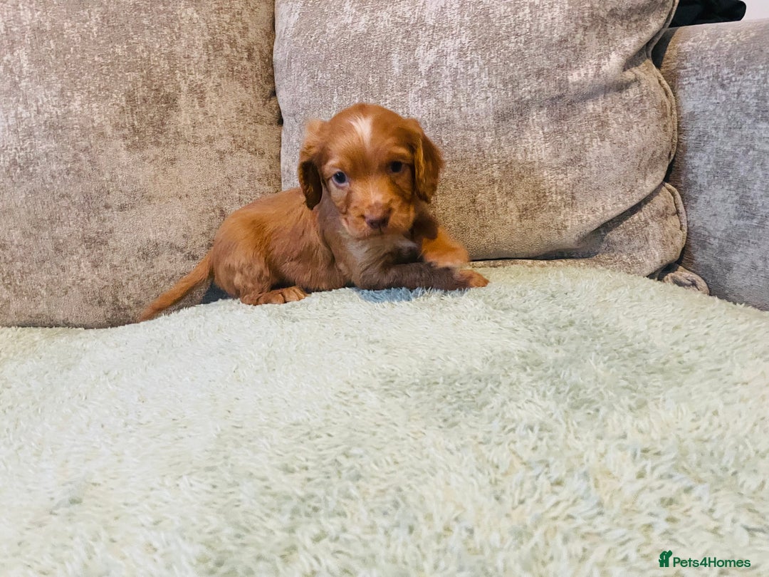 Cocker Spaniel dogs for sale: KC registered cocker spaniels  - Advert 6