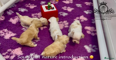 Yorkshire Terrier dogs - Advert 5
