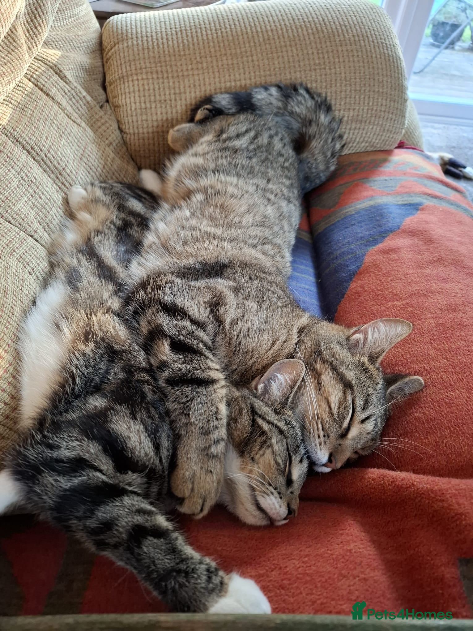Mixed Breed cats for sale: BONDED PAIR bro/sis kittens - Advert 16
