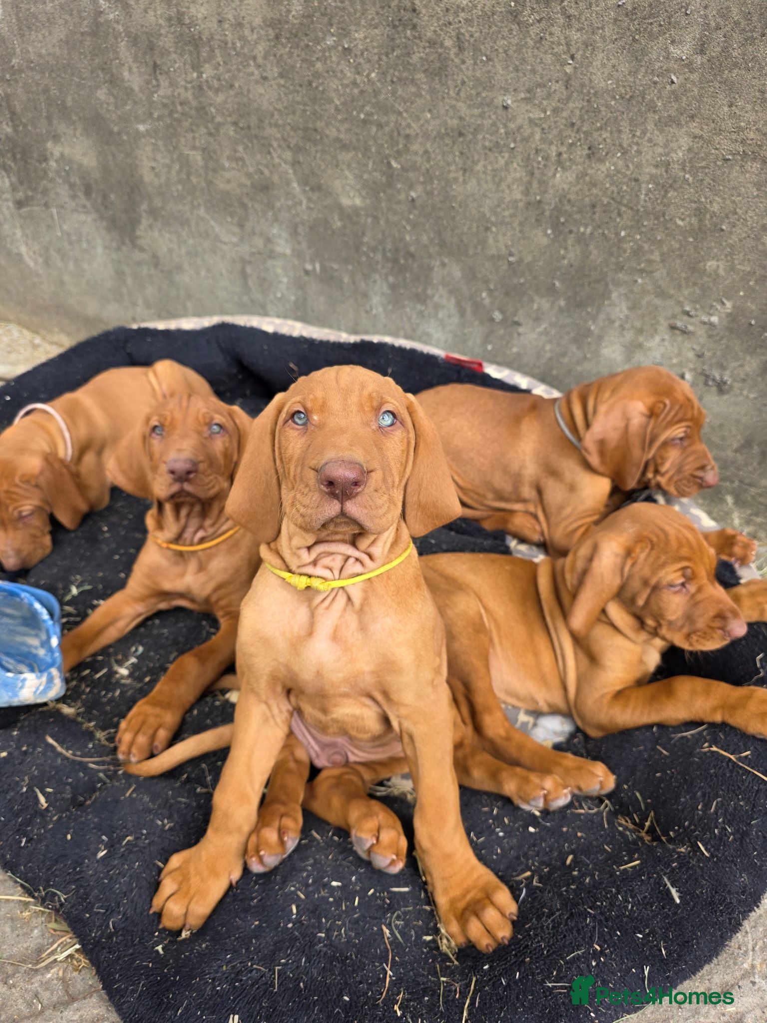 Hungarian Vizsla dogs KC registered Hungarian vizsla pups - Advert 1