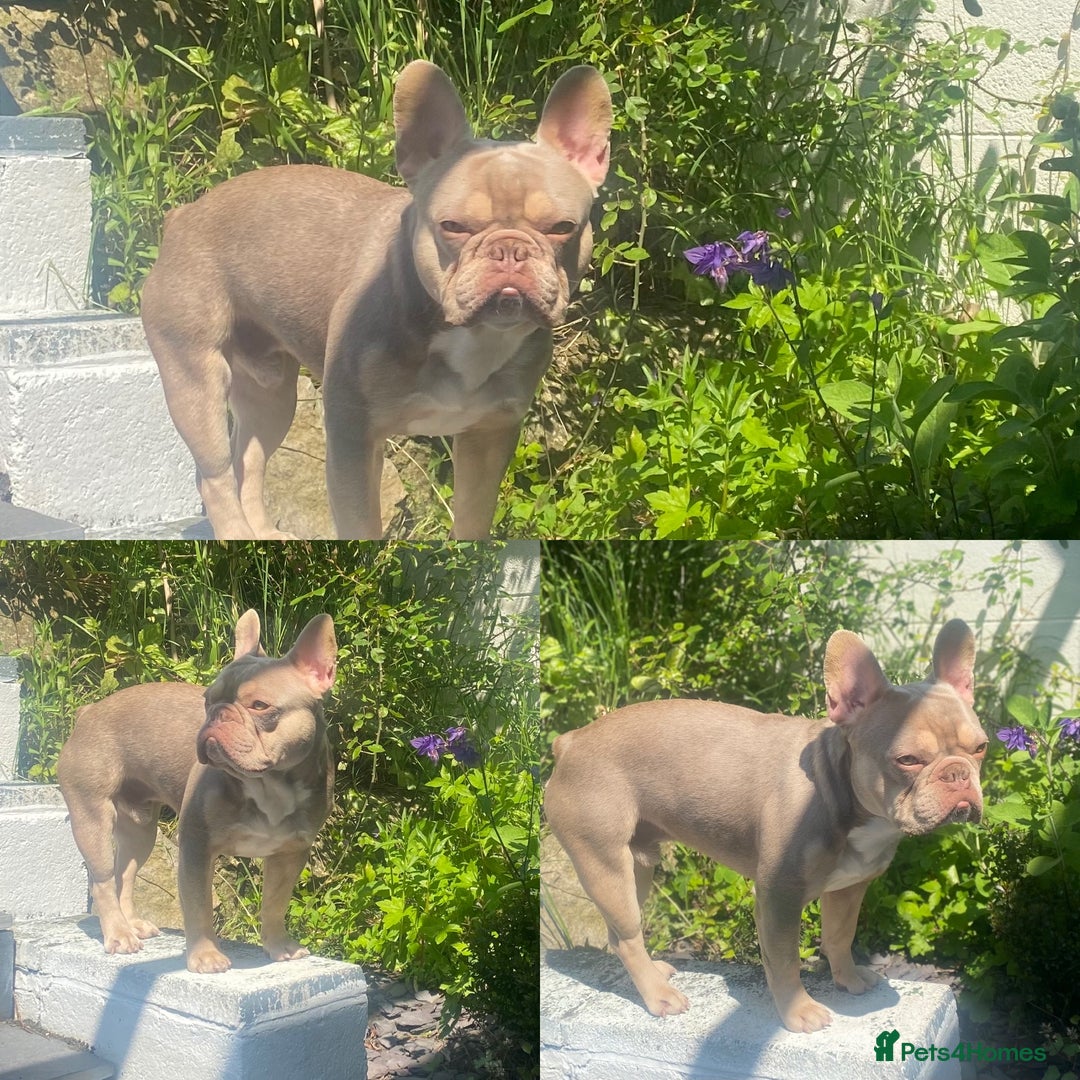 French Bulldog dogs for stud: Now FBCE GOLD! x OFFER- Fertility package inc in Matlock - Image 6