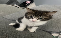 British Shorthair cats for sale: Last boy kitten for sale  - Image 1