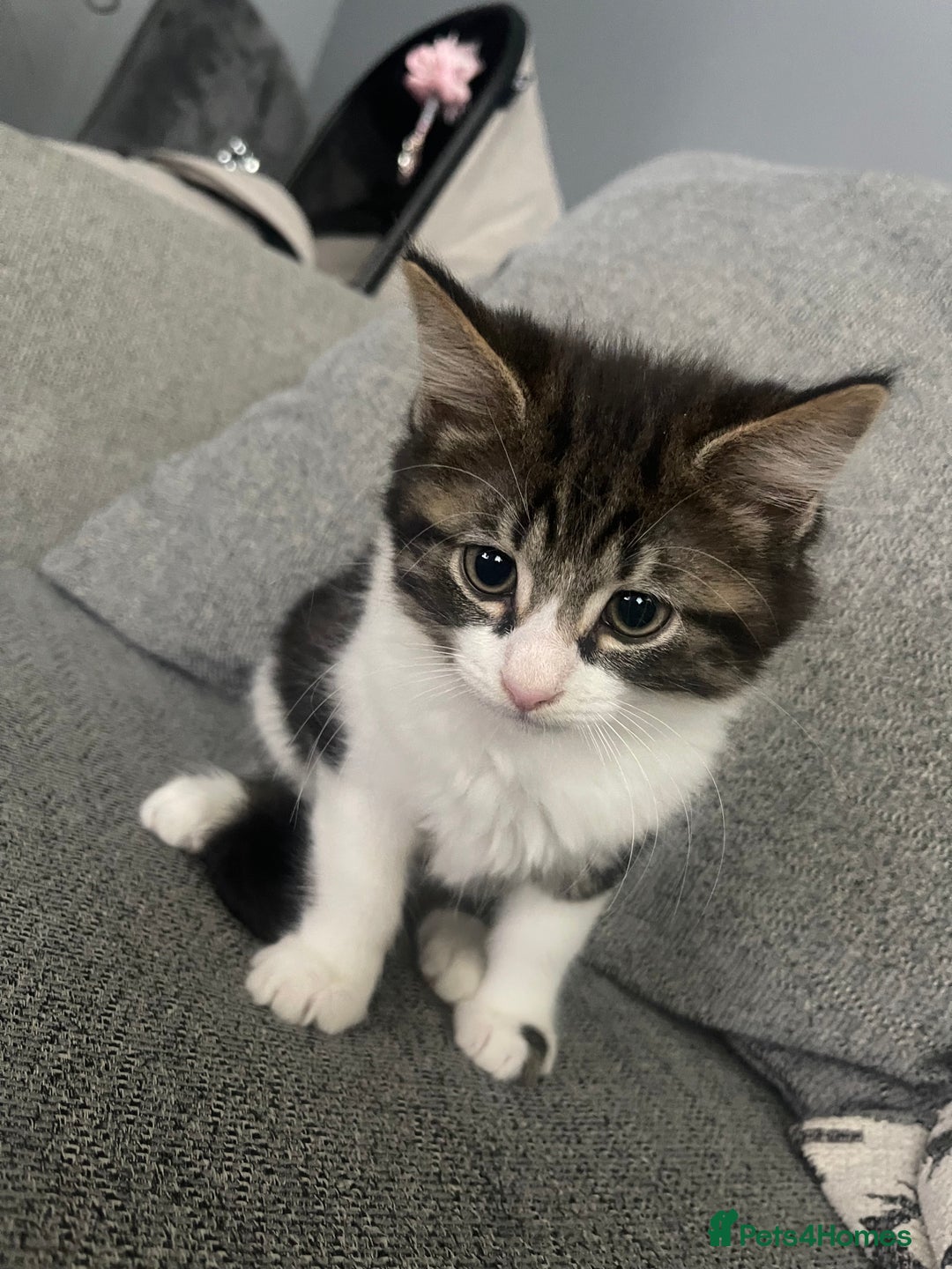 British Shorthair cats for sale: Last boy kitten for sale  - Image 1