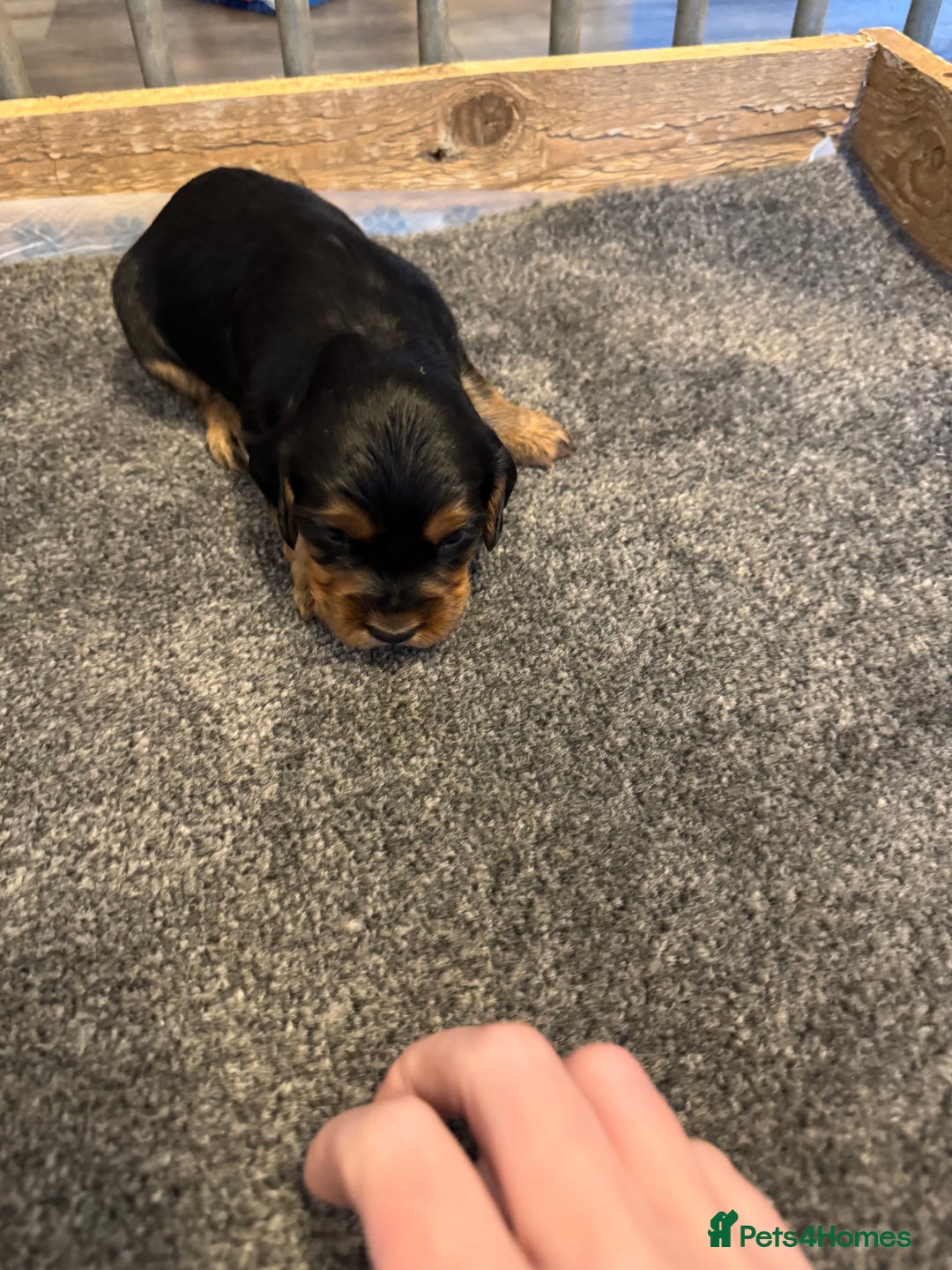 Cocker Spaniel dogs for sale: KC reg cocker spaniel pups  - Image 11