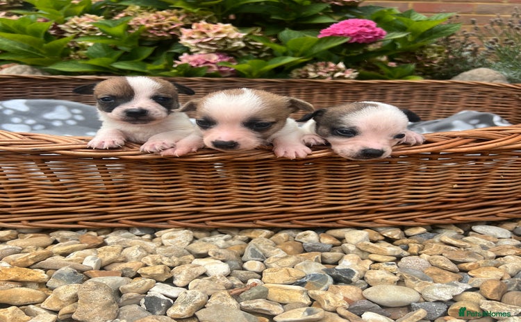 Jack Russell dogs - Advert 3