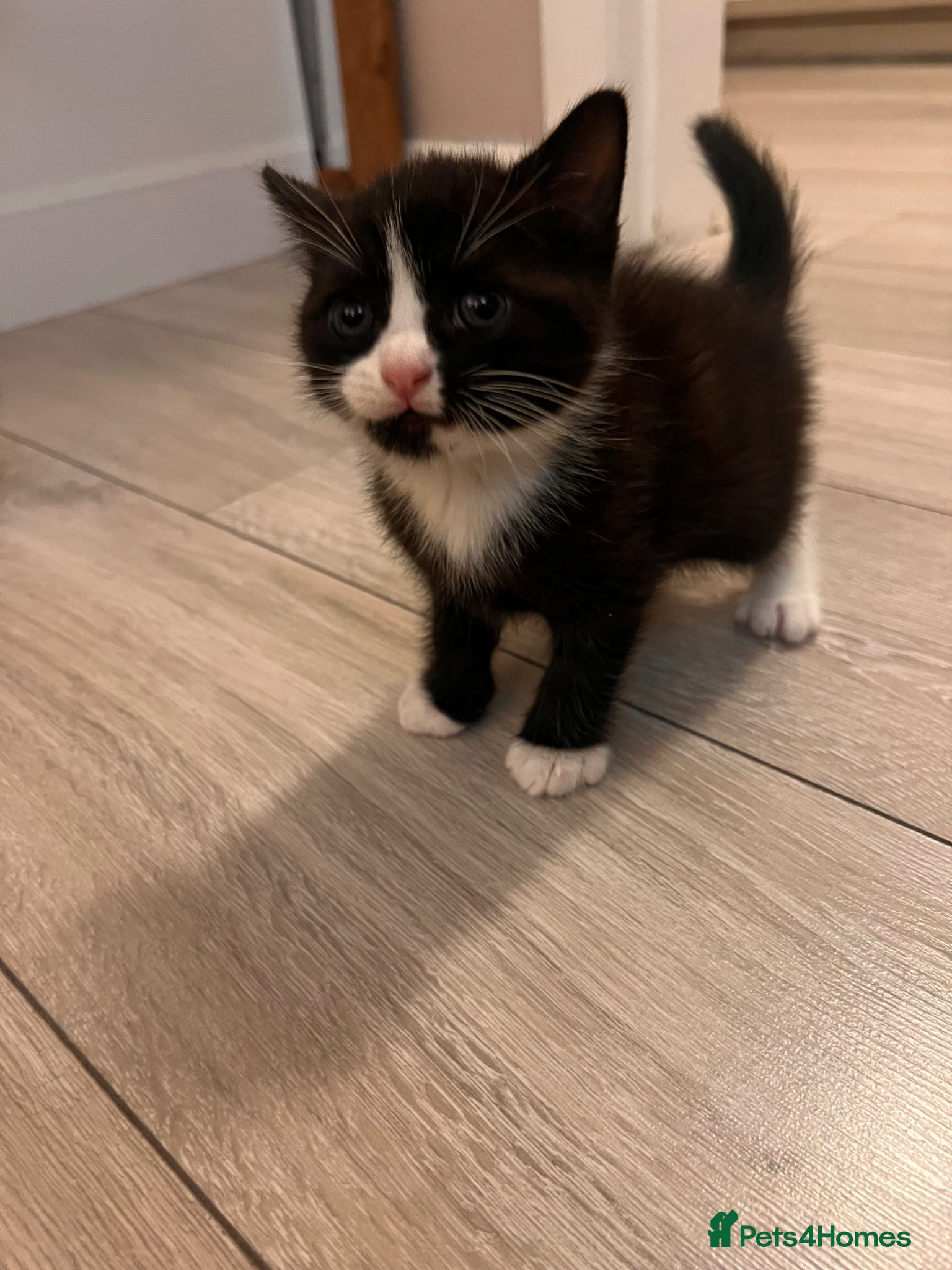 Scottish Fold cats for sale: Scottish and brittish kittens in Wigston - Advert 5