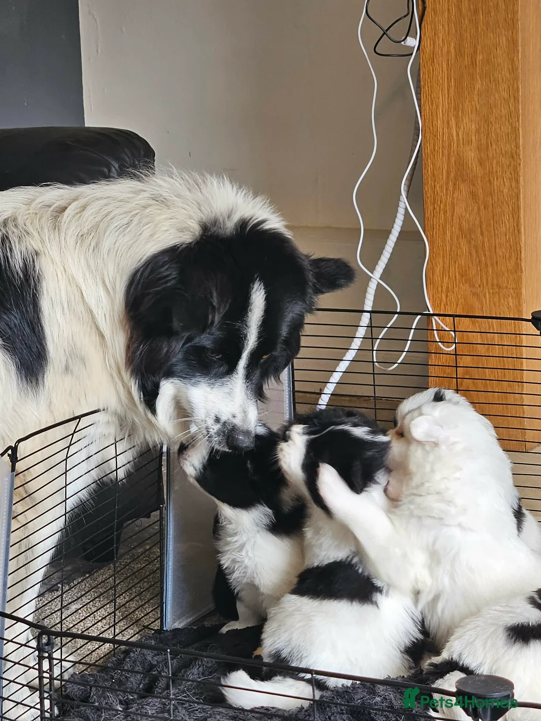 Mixed Breed dogs for sale: 5 gorgeous rare Samollie puppies  - Advert 1