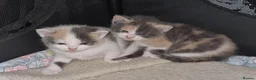 Mixed Breed cats for sale: 5 stunning kittens looking for  there new homes  - Advert 26