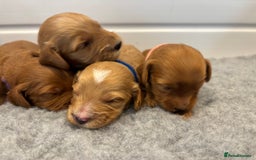 Cockapoo dogs for sale: 🐶Stunning F1 Cockapoos🐾health tested patents 🧬  - Image 5