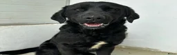 Mixed Breed dogs for adoption: Lonzo (Retriever mix) in Basingstoke - Advert 6