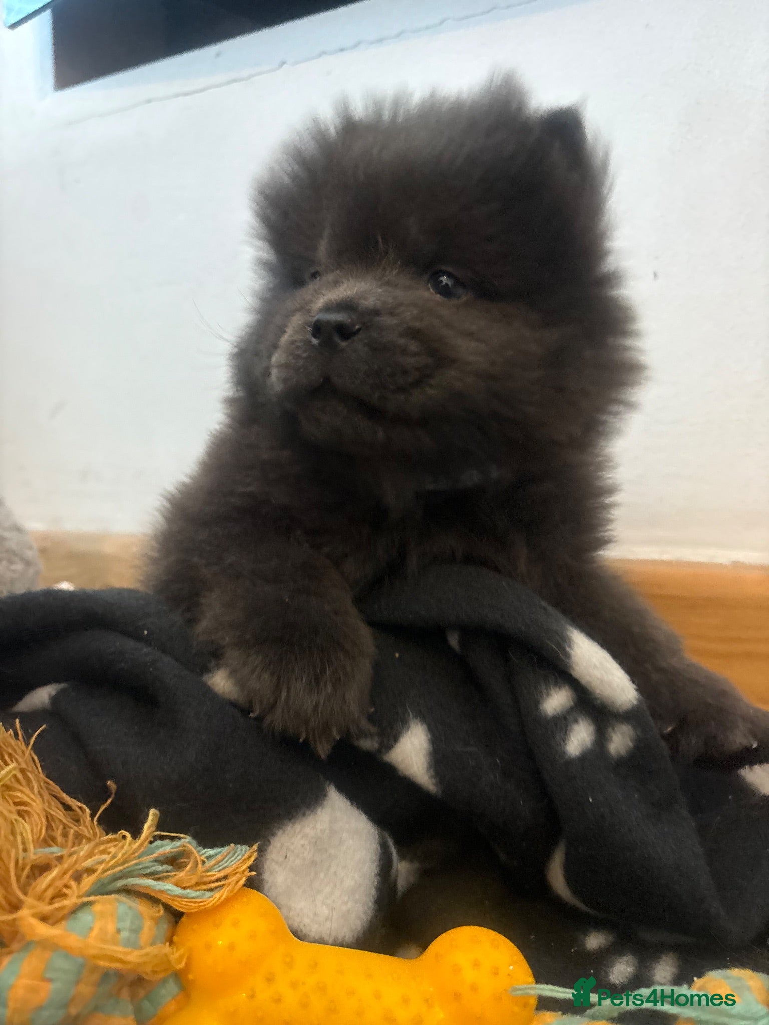 Chow Chow dogs Reduced please read ad!  - Advert 11