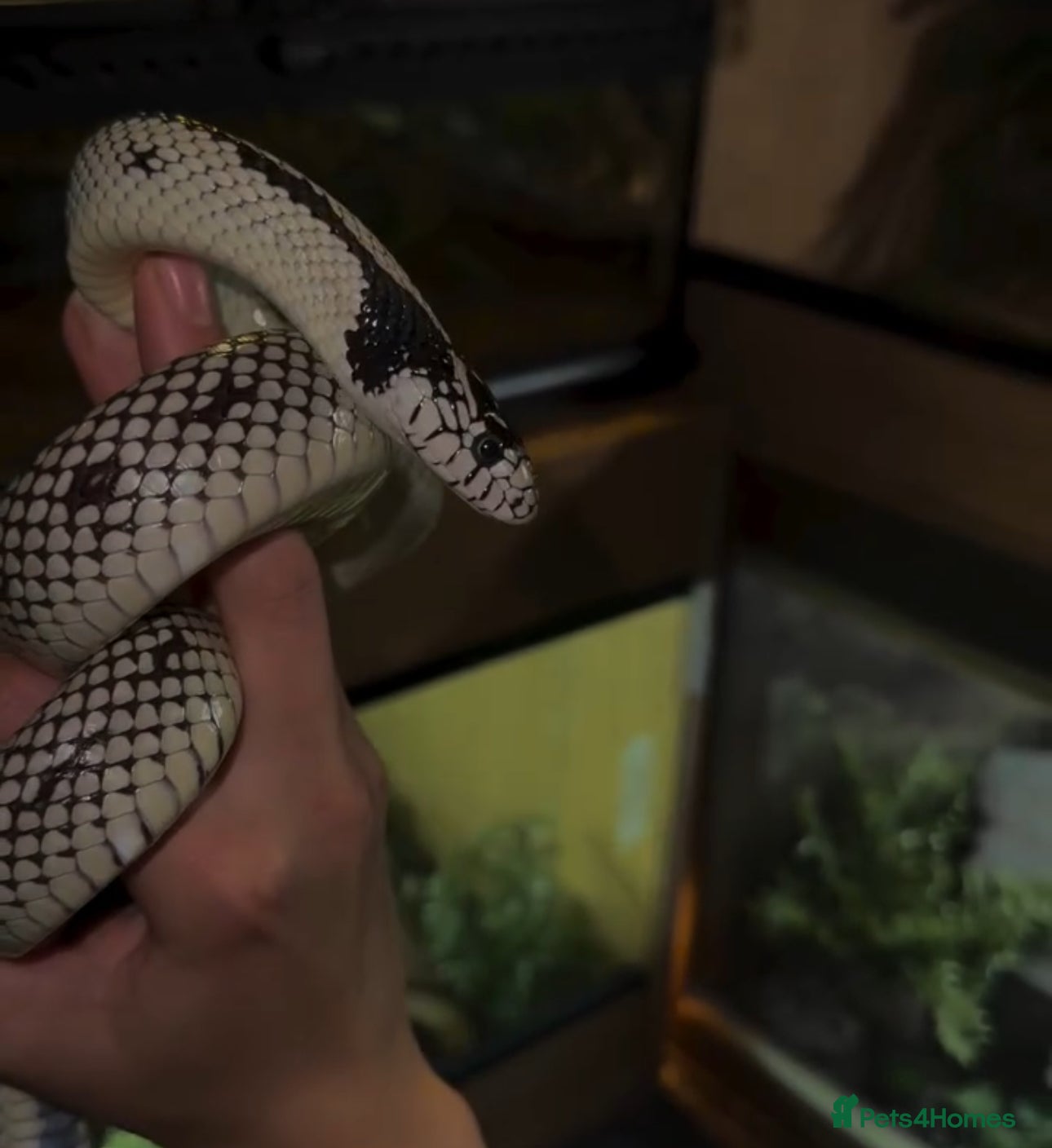 Mixed Breed reptiles Reptiles for sale  - Advert 20